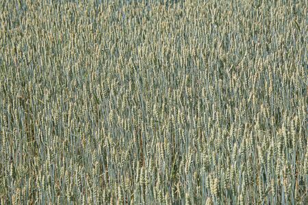 Unripe green wheat field lit by sunlight .の写真素材