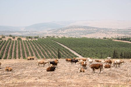 Panoramic view on an agriculture valley in Galilee .の写真素材