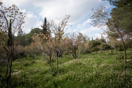 Beautiful spring blooming park in Israel, beautiful landscape design of the park with flowering trees .の写真素材