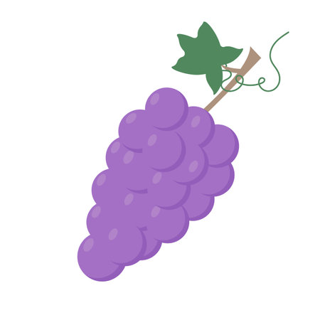 Bunch of purple grapes. Healthy eating. Vector illustration isolated on white background.のイラスト素材