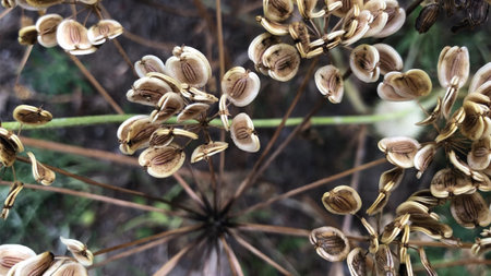 Peucedanum oreoselinum commonly known as Mountain Parsley. Plant seeds on thin branches.