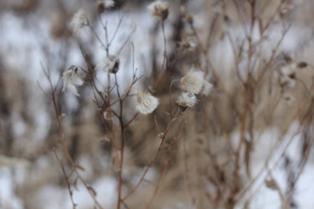 Stems of dried carduus plant on a blurred background during winter time.