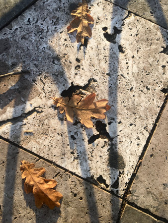 Dry autumn oak leaves on stone tiles illuminated by the soft golden sunset light.の写真素材