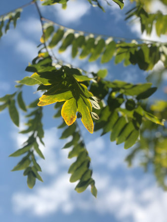 Green leaves against blue sky.