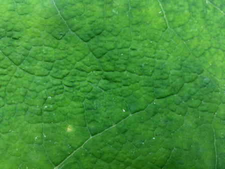 Green leaf surface highlighting natural vein patterns. Leaf texture macro.の写真素材
