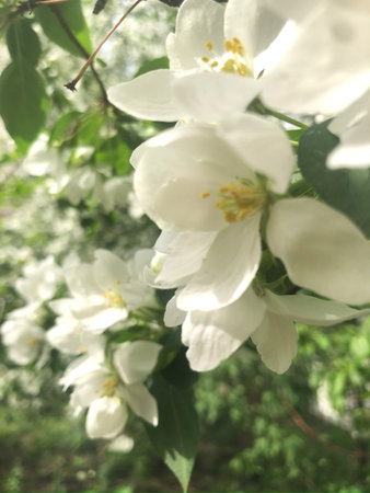 Branches of apple blossoms among green leaves.の写真素材