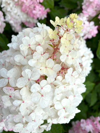 Close-up of a panicle hydrangea with white and pink blooms in a garden setting.