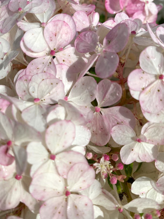 Hydrangea flower with white and pink petals. Full frame floral background.