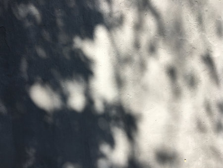 Shadows of tree leaves and branches on a gray wall.