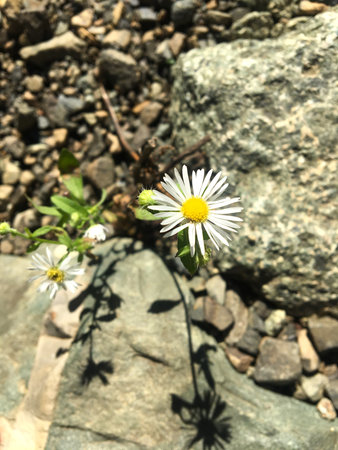 White daisy flower blooming among rocks