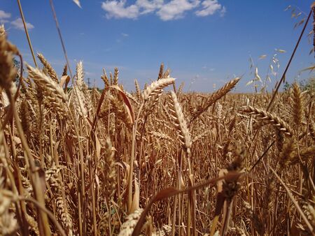 wheat ear yellow agriculture grain summer business skyの写真素材