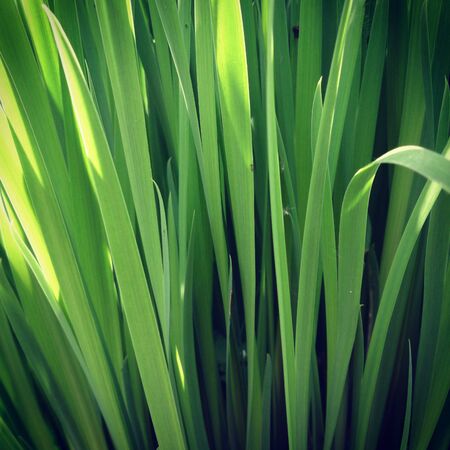 plants leaves garden vegetable garden summer photo color flowersの写真素材