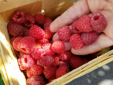 Collect fresh raspberries in a wicker basket. Summer berriesの写真素材