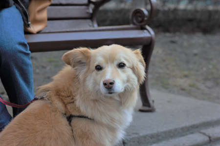 Elderly dog mestizo labrador for a walk in the parkの写真素材