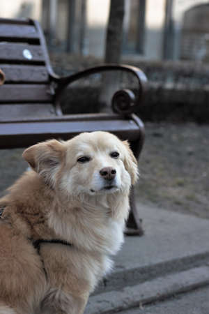 Elderly dog mestizo labrador for a walk in the parkの写真素材