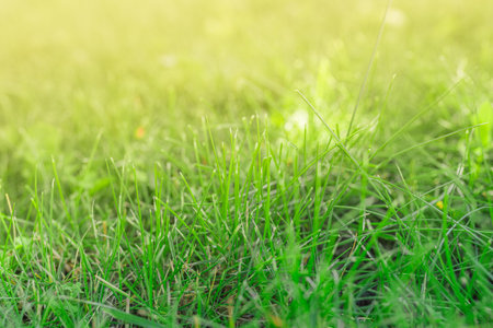 Green fresh grass background with sunbeam flareの写真素材