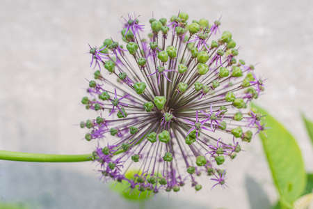 Unusual umbellate inflorescence of a summer flowerの写真素材
