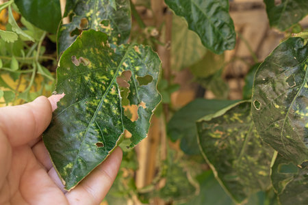 diseased pepper plant, with worms in leavesの写真素材