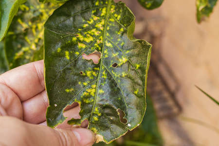Virus, sunburn and garden pests damaged pepper plant leafの写真素材