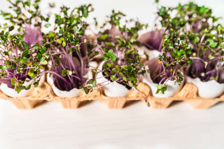 Red kohlrabi microgreen sprouts in eggshells in cardboard tray. Easter decorations. Easter egg. Raw food diet, growing microgreens at home. Stylish rural still life. Zero waste concept, Reuse conceptの写真素材