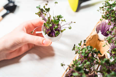 woman's hand holds egg shell in which kohlrabi microgreens with purple stems are planted, against background of wooden tabletop painted with white paint. Reuse concept, zero waste, recycling, ecologicの写真素材