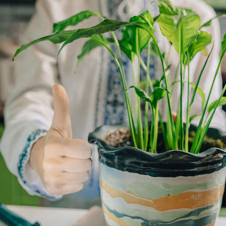 Thumb up sign all right. healthy home plant in flower pot with bright green foliage is the result of good home plant care, use of mineral organic fertilizers, enriched soil. Person in ethnic embroideredの写真素材