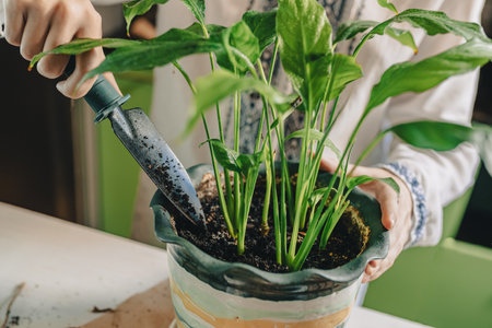Spring transplant of houseplants into fertilized soil. woman's hands with garden shovel are...