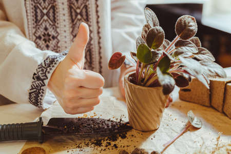 hands of florist in ethnic embroidered shirt show super gesture: thumb up, after transplanting into new soil and flower pot, home plant violet. Spring work of florist. house plant careの写真素材