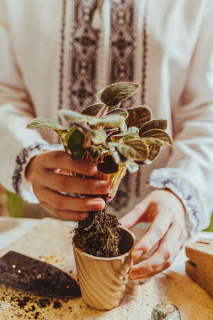 female gardener in ethnic embroidered shirt is planting home violet sprout in ceramic flower pot. vertical photo. Soft selective focus. Focused in the foreground. spring houseplant careの写真素材