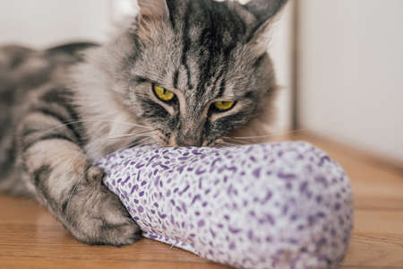Valerian for the cat: plant intoxication for house tigers. Domestic gray fluffy cat plays and enjoys fabric bag with valerian. Stimulation of movement and activity for domestic catsの写真素材