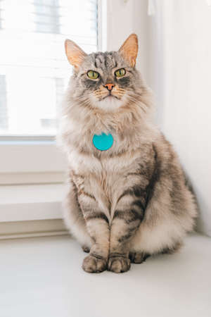 gray fluffy domestic cat with tag with address of animal on collar, medallion with address of animal, sits on windowsill look into camera. Adult cat, green eyes, longhair breedの写真素材