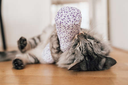 Valerian for the cat: plant intoxication for house tigers. Domestic gray fluffy cat plays and enjoys fabric bag with valerian. Stimulation of movement and activity for domestic catsの写真素材