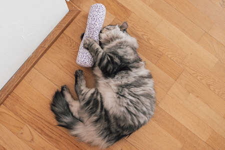 Valerian for the cat: plant intoxication for house tigers. Domestic gray fluffy cat plays and enjoys fabric bag with valerian. Stimulation of movement and activity for domestic catsの写真素材