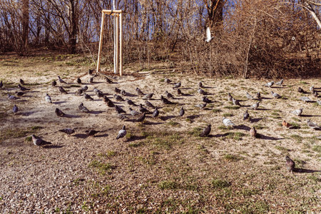 A flock of pigeons sits on the ground in the park.の写真素材