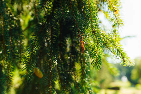 Coniferous evergreen plant with short thick leaves. Green needles of Christmas tree in rays of sun...