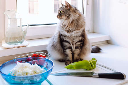 cute gray fluffy domestic cat is sitting on )work surface of )home kitchen while preparing )vegetable salad. Cutting board with kitchen knife, tomatoes and paprikaの写真素材