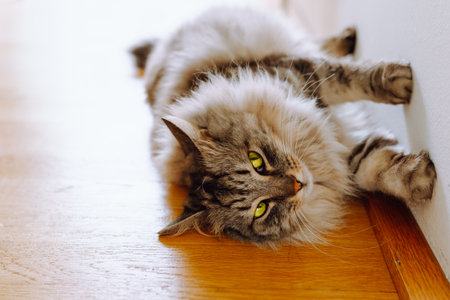 Beautiful gray cat of siberian breed, neva masqueradeの写真素材