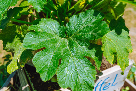Zucchini plant with green leaves growing in vegetable garden in summer