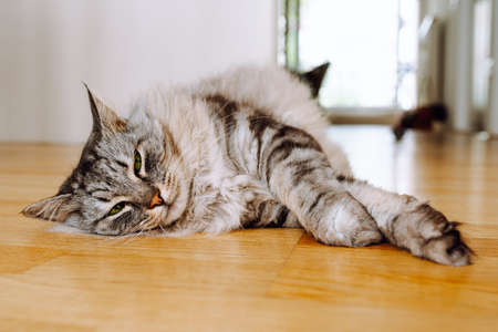 gray fluffy long-haired domestic cat with green eyes lies on parquet floor of apartment, resting lazily. Maine Coon cat lifeの写真素材
