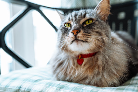 beautiful gray fluffy thoroughbred Maine Coon cat with heart-shaped pendant on collar lies on chair cushion, looking with green eyes with an important lookの写真素材