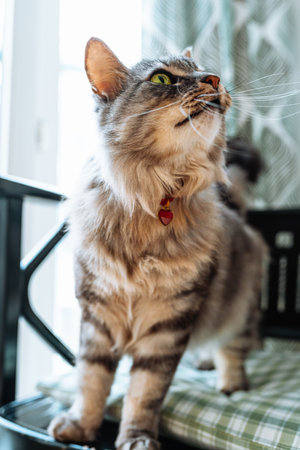 Funny gray striped fluffy cat in collar with heart-shaped pendant stands on chair cushion looks to side with curiosityの写真素材