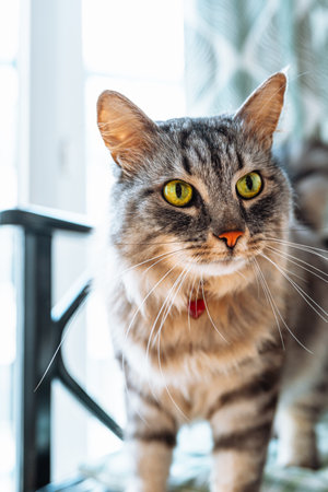 beautiful gray fluffy thoroughbred Maine Coon cat with heart-shaped pendant on collar lies on chair cushion, looking with green eyes with an important lookの写真素材