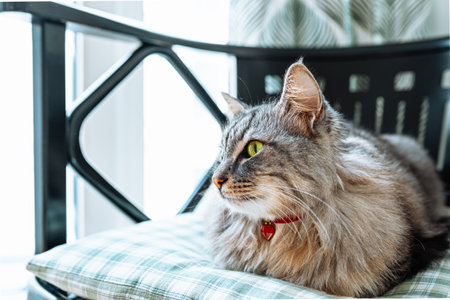 beautiful gray fluffy thoroughbred Maine Coon cat with heart-shaped pendant on collar lies on chair cushion, looking with green eyes with an important lookの写真素材