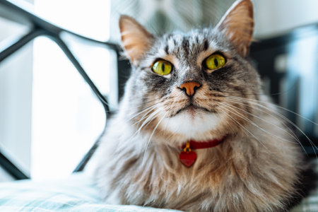 Portrait of domestic cat with red heart pendant. beautiful gray fluffy thoroughbred Maine Coon cat with heart-shaped pendant on collar lies on chair cushion, looking with green eyeの写真素材