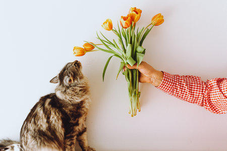 man with bouquet of tulips, next to Maine Coon cat. holiday gift. Cute tabby cat with bouquet orange tulips. Women's postcard.の写真素材