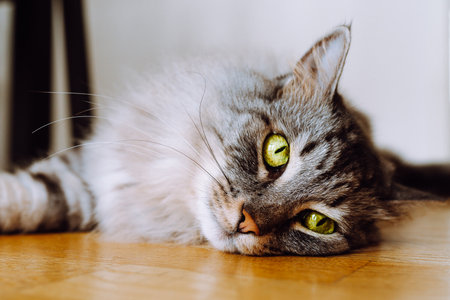 Cute cat with green eyes lying on the floor at home.の写真素材