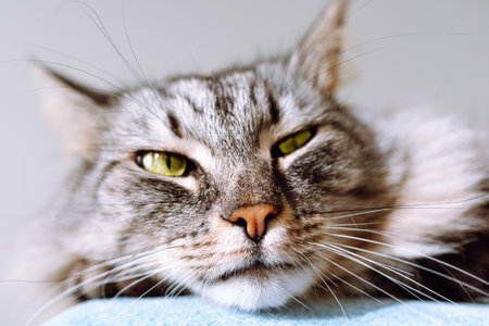 Portrait of gray cat with green eyes. Shallow depth of field.の写真素材