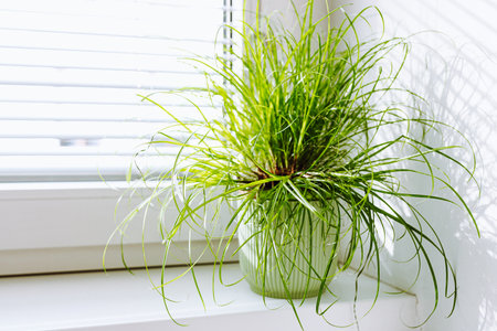 Indoor plant in pot on windowsill. house decor. Green grass in vase on windowsill in the morning. Ornamental grass in flowerpot, germinated seed, vitamin supplement for catsの写真素材