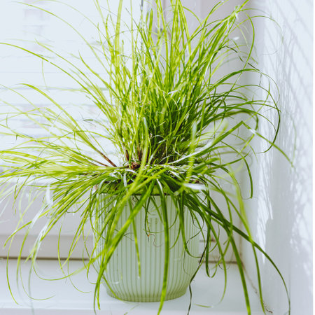 Green grass in vase on windowsill in the morning. Ornamental grass in flowerpot, germinated seed, vitamin supplement for catsの写真素材