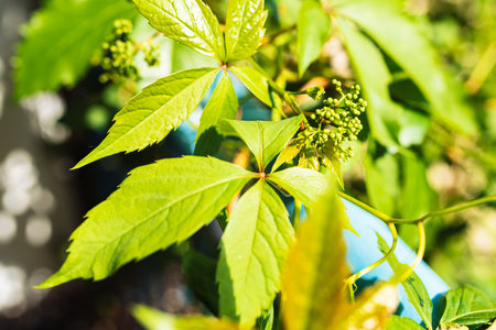 Green leaves of wild grapes in the garden, nature background, selective focusの写真素材